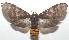  ( - 17-SRNP-103992)  @14 [ ] CreativeCommons - Attribution Non-Commercial Share-Alike (2018) Daniel H. Janzen Guanacaste Dry Forest Conservation Fund