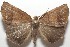  ( - 17-SRNP-104067)  @11 [ ] CreativeCommons - Attribution Non-Commercial Share-Alike (2018) Daniel H. Janzen Guanacaste Dry Forest Conservation Fund