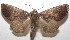  ( - 17-SRNP-104236)  @11 [ ] CreativeCommons - Attribution Non-Commercial Share-Alike (2018) Daniel H. Janzen Guanacaste Dry Forest Conservation Fund