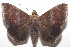  ( - 17-SRNP-104246)  @11 [ ] CreativeCommons - Attribution Non-Commercial Share-Alike (2018) Daniel H. Janzen Guanacaste Dry Forest Conservation Fund