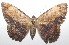  ( - 17-SRNP-104249)  @11 [ ] CreativeCommons - Attribution Non-Commercial Share-Alike (2018) Daniel H. Janzen Guanacaste Dry Forest Conservation Fund