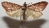  ( - 17-SRNP-104282)  @11 [ ] CreativeCommons - Attribution Non-Commercial Share-Alike (2018) Daniel H. Janzen Guanacaste Dry Forest Conservation Fund