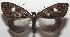  ( - 17-SRNP-104324)  @15 [ ] CreativeCommons - Attribution Non-Commercial Share-Alike (2018) Daniel H. Janzen Guanacaste Dry Forest Conservation Fund