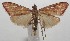  ( - 17-SRNP-104355)  @11 [ ] CreativeCommons - Attribution Non-Commercial Share-Alike (2018) Daniel H. Janzen Guanacaste Dry Forest Conservation Fund