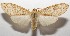  (Lophocampa maroniensisDHJ08 - 17-SRNP-104400)  @14 [ ] CreativeCommons - Attribution Non-Commercial Share-Alike (2018) Daniel H. Janzen Guanacaste Dry Forest Conservation Fund
