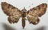  ( - 17-SRNP-104450)  @13 [ ] CreativeCommons - Attribution Non-Commercial Share-Alike (2018) Daniel H. Janzen Guanacaste Dry Forest Conservation Fund
