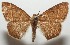  ( - 17-SRNP-104454)  @13 [ ] CreativeCommons - Attribution Non-Commercial Share-Alike (2018) Daniel H. Janzen Guanacaste Dry Forest Conservation Fund