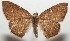  ( - 17-SRNP-104456)  @13 [ ] CreativeCommons - Attribution Non-Commercial Share-Alike (2018) Daniel H. Janzen Guanacaste Dry Forest Conservation Fund