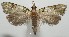  ( - 17-SRNP-104507)  @11 [ ] CreativeCommons - Attribution Non-Commercial Share-Alike (2018) Daniel H. Janzen Guanacaste Dry Forest Conservation Fund