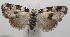  ( - 17-SRNP-104509)  @14 [ ] CreativeCommons - Attribution Non-Commercial Share-Alike (2018) Daniel H. Janzen Guanacaste Dry Forest Conservation Fund