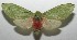  ( - 17-SRNP-104541)  @13 [ ] CreativeCommons - Attribution Non-Commercial Share-Alike (2018) Daniel H. Janzen Guanacaste Dry Forest Conservation Fund