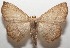 ( - 17-SRNP-104728)  @14 [ ] CreativeCommons - Attribution Non-Commercial Share-Alike (2018) Daniel H. Janzen Guanacaste Dry Forest Conservation Fund
