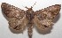  ( - 17-SRNP-104814)  @11 [ ] CreativeCommons - Attribution Non-Commercial Share-Alike (2018) Daniel H. Janzen Guanacaste Dry Forest Conservation Fund