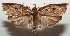  ( - 17-SRNP-104861)  @11 [ ] CreativeCommons - Attribution Non-Commercial Share-Alike (2018) Daniel H. Janzen Guanacaste Dry Forest Conservation Fund