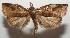  ( - 17-SRNP-104862)  @11 [ ] CreativeCommons - Attribution Non-Commercial Share-Alike (2018) Daniel H. Janzen Guanacaste Dry Forest Conservation Fund