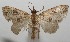  ( - 17-SRNP-104898)  @11 [ ] CreativeCommons - Attribution Non-Commercial Share-Alike (2018) Daniel H. Janzen Guanacaste Dry Forest Conservation Fund