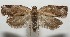  ( - 17-SRNP-104916)  @11 [ ] CreativeCommons - Attribution Non-Commercial Share-Alike (2018) Daniel H. Janzen Guanacaste Dry Forest Conservation Fund