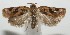  ( - 17-SRNP-104921)  @13 [ ] CreativeCommons - Attribution Non-Commercial Share-Alike (2018) Daniel H. Janzen Guanacaste Dry Forest Conservation Fund