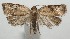  ( - 17-SRNP-104931)  @11 [ ] CreativeCommons - Attribution Non-Commercial Share-Alike (2018) Daniel H. Janzen Guanacaste Dry Forest Conservation Fund