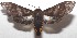  ( - 17-SRNP-104966)  @14 [ ] CreativeCommons - Attribution Non-Commercial Share-Alike (2018) Daniel H. Janzen Guanacaste Dry Forest Conservation Fund
