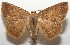  ( - 17-SRNP-105138)  @14 [ ] CreativeCommons - Attribution Non-Commercial Share-Alike (2018) Daniel H. Janzen Guanacaste Dry Forest Conservation Fund
