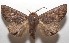  ( - 17-SRNP-105193)  @11 [ ] CreativeCommons - Attribution Non-Commercial Share-Alike (2018) Daniel H. Janzen Guanacaste Dry Forest Conservation Fund