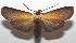  ( - 17-SRNP-105203)  @14 [ ] CreativeCommons - Attribution Non-Commercial Share-Alike (2018) Daniel H. Janzen Guanacaste Dry Forest Conservation Fund