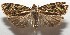  ( - 17-SRNP-105221)  @11 [ ] CreativeCommons - Attribution Non-Commercial Share-Alike (2018) Daniel H. Janzen Guanacaste Dry Forest Conservation Fund
