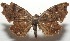  ( - 17-SRNP-105238)  @11 [ ] CreativeCommons - Attribution Non-Commercial Share-Alike (2018) Daniel H. Janzen Guanacaste Dry Forest Conservation Fund