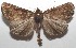  ( - 17-SRNP-105250)  @11 [ ] CreativeCommons - Attribution Non-Commercial Share-Alike (2018) Daniel H. Janzen Guanacaste Dry Forest Conservation Fund