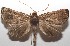  ( - 17-SRNP-105252)  @11 [ ] CreativeCommons - Attribution Non-Commercial Share-Alike (2018) Daniel H. Janzen Guanacaste Dry Forest Conservation Fund