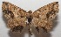  ( - 17-SRNP-105332)  @13 [ ] CreativeCommons - Attribution Non-Commercial Share-Alike (2018) Daniel H. Janzen Guanacaste Dry Forest Conservation Fund