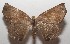  ( - 17-SRNP-105351)  @11 [ ] CreativeCommons - Attribution Non-Commercial Share-Alike (2018) Daniel H. Janzen Guanacaste Dry Forest Conservation Fund