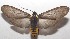  ( - 17-SRNP-105410)  @11 [ ] CreativeCommons - Attribution Non-Commercial Share-Alike (2018) Daniel H. Janzen Guanacaste Dry Forest Conservation Fund