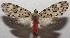  ( - 17-SRNP-105431)  @13 [ ] CreativeCommons - Attribution Non-Commercial Share-Alike (2018) Daniel H. Janzen Guanacaste Dry Forest Conservation Fund