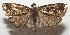  ( - 17-SRNP-105463)  @11 [ ] CreativeCommons - Attribution Non-Commercial Share-Alike (2018) Daniel H. Janzen Guanacaste Dry Forest Conservation Fund