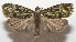  ( - 17-SRNP-105464)  @11 [ ] CreativeCommons - Attribution Non-Commercial Share-Alike (2018) Daniel H. Janzen Guanacaste Dry Forest Conservation Fund