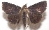 ( - 17-SRNP-105475)  @11 [ ] CreativeCommons - Attribution Non-Commercial Share-Alike (2018) Daniel H. Janzen Guanacaste Dry Forest Conservation Fund