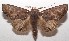  ( - 17-SRNP-105527)  @11 [ ] CreativeCommons - Attribution Non-Commercial Share-Alike (2018) Daniel H. Janzen Guanacaste Dry Forest Conservation Fund