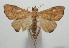  (ereBioLep01 BioLep656 - 17-SRNP-105607)  @14 [ ] CreativeCommons - Attribution Non-Commercial Share-Alike (2018) Daniel H. Janzen Guanacaste Dry Forest Conservation Fund