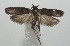  ( - 17-SRNP-105626)  @11 [ ] CreativeCommons - Attribution Non-Commercial Share-Alike (2018) Daniel H. Janzen Guanacaste Dry Forest Conservation Fund