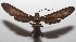  ( - 17-SRNP-105638)  @11 [ ] CreativeCommons - Attribution Non-Commercial Share-Alike (2018) Daniel H. Janzen Guanacaste Dry Forest Conservation Fund