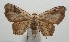  ( - 17-SRNP-105681)  @14 [ ] CreativeCommons - Attribution Non-Commercial Share-Alike (2018) Daniel H. Janzen Guanacaste Dry Forest Conservation Fund