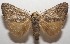  ( - 17-SRNP-105816)  @14 [ ] CreativeCommons - Attribution Non-Commercial Share-Alike (2018) Daniel H. Janzen Guanacaste Dry Forest Conservation Fund