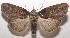  ( - 17-SRNP-105822)  @14 [ ] CreativeCommons - Attribution Non-Commercial Share-Alike (2018) Daniel H. Janzen Guanacaste Dry Forest Conservation Fund