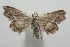  ( - 17-SRNP-105941)  @11 [ ] CreativeCommons - Attribution Non-Commercial Share-Alike (2018) Daniel H. Janzen Guanacaste Dry Forest Conservation Fund