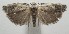  ( - 17-SRNP-105945)  @11 [ ] CreativeCommons - Attribution Non-Commercial Share-Alike (2018) Daniel H. Janzen Guanacaste Dry Forest Conservation Fund