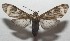  (Eucereon aroaDHJ01 - 17-SRNP-105972)  @14 [ ] CreativeCommons - Attribution Non-Commercial Share-Alike (2018) Daniel H. Janzen Guanacaste Dry Forest Conservation Fund