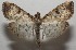 ( - 17-SRNP-106031)  @11 [ ] CreativeCommons - Attribution Non-Commercial Share-Alike (2018) Daniel H. Janzen Guanacaste Dry Forest Conservation Fund
