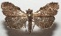  ( - 17-SRNP-106037)  @13 [ ] CreativeCommons - Attribution Non-Commercial Share-Alike (2018) Daniel H. Janzen Guanacaste Dry Forest Conservation Fund